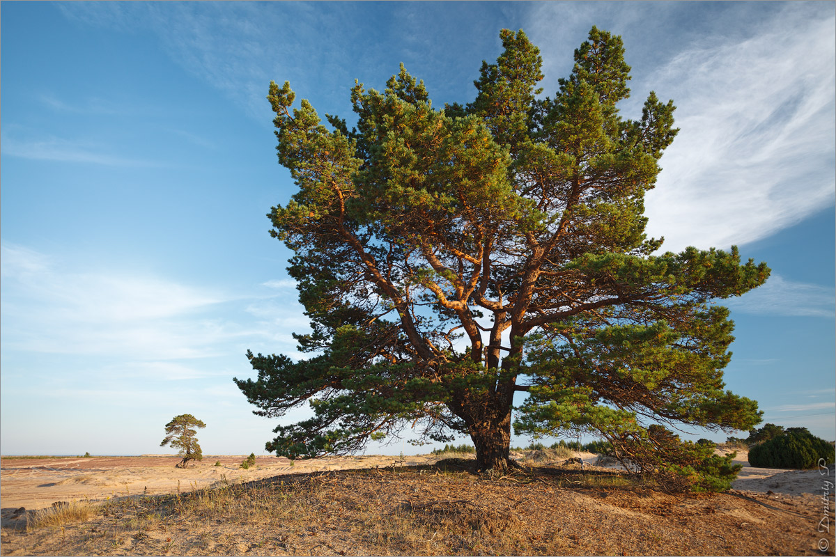 Кузоменьские пески, image of landscape/habitat.