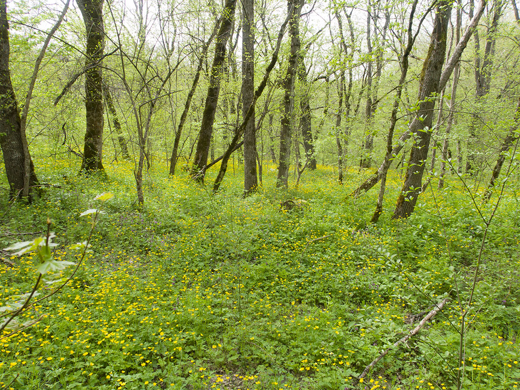 Глубокий Яр, image of landscape/habitat.