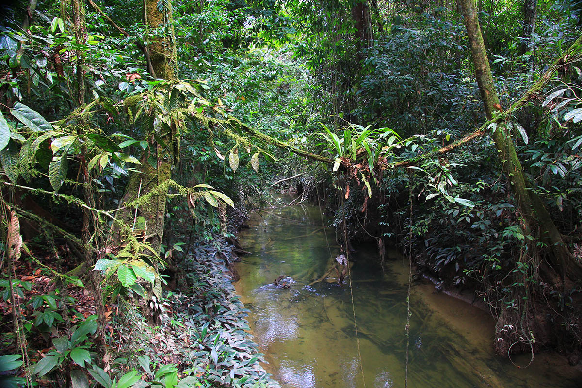 Национальный парк «Мулу», image of landscape/habitat.