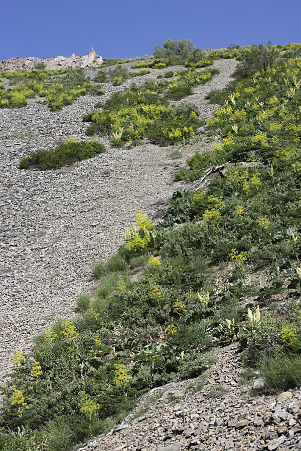 Ущелье Кенозен, image of landscape/habitat.