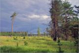 Лесничество «Красный Маяк», image of landscape/habitat.