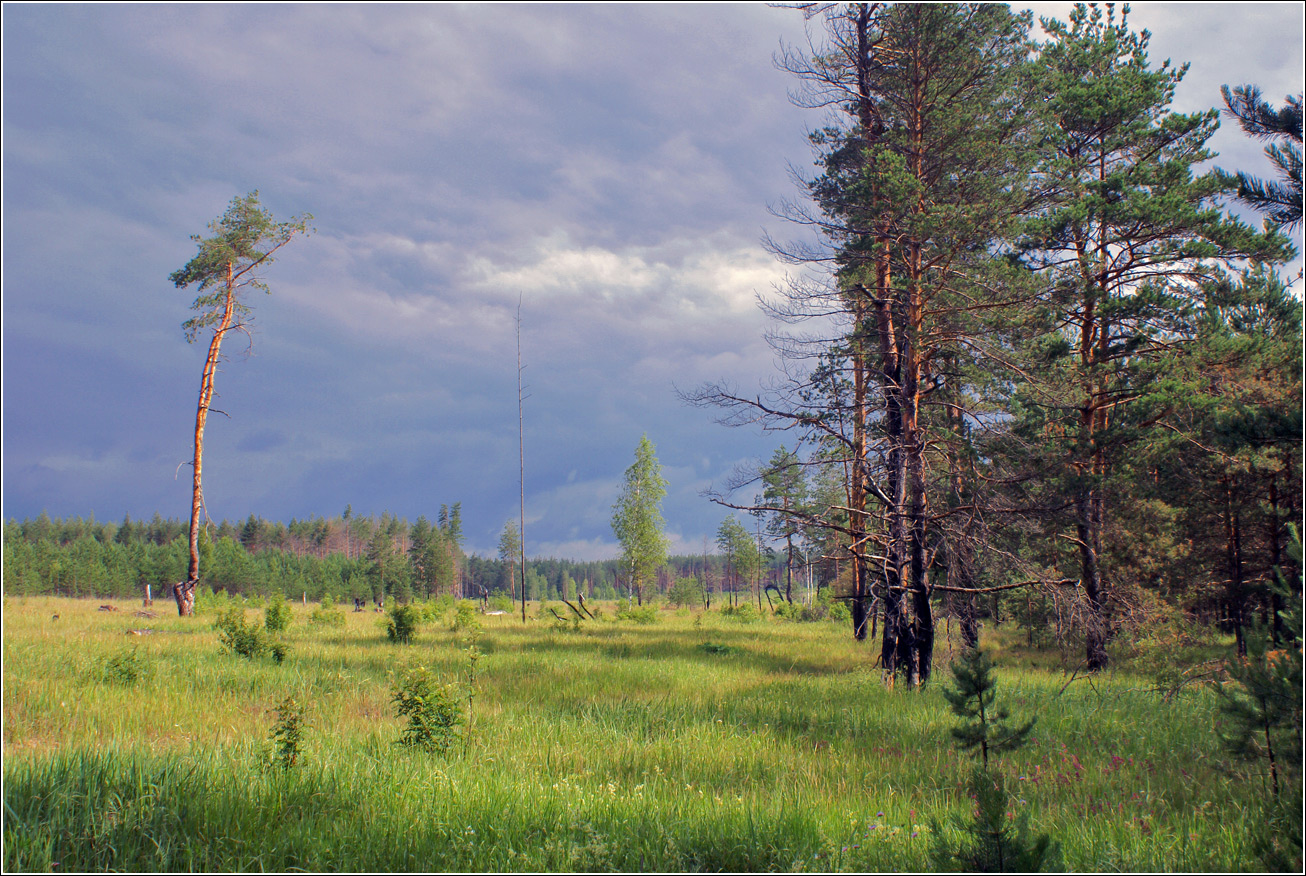 Лесничество «Красный Маяк», image of landscape/habitat.