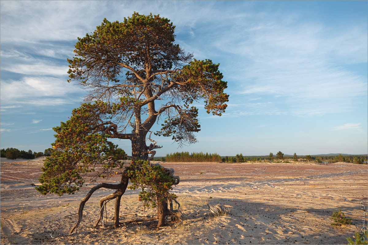 Кузоменьские пески, image of landscape/habitat.