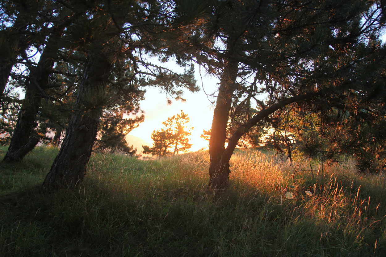 Ай-Петринская яйла, image of landscape/habitat.