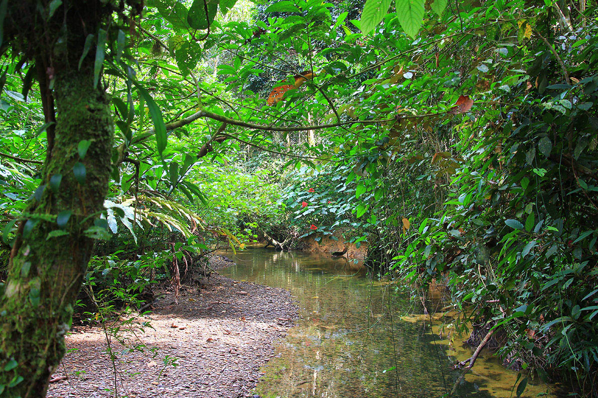 Национальный парк «Мулу», image of landscape/habitat.