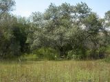 Image of landscape