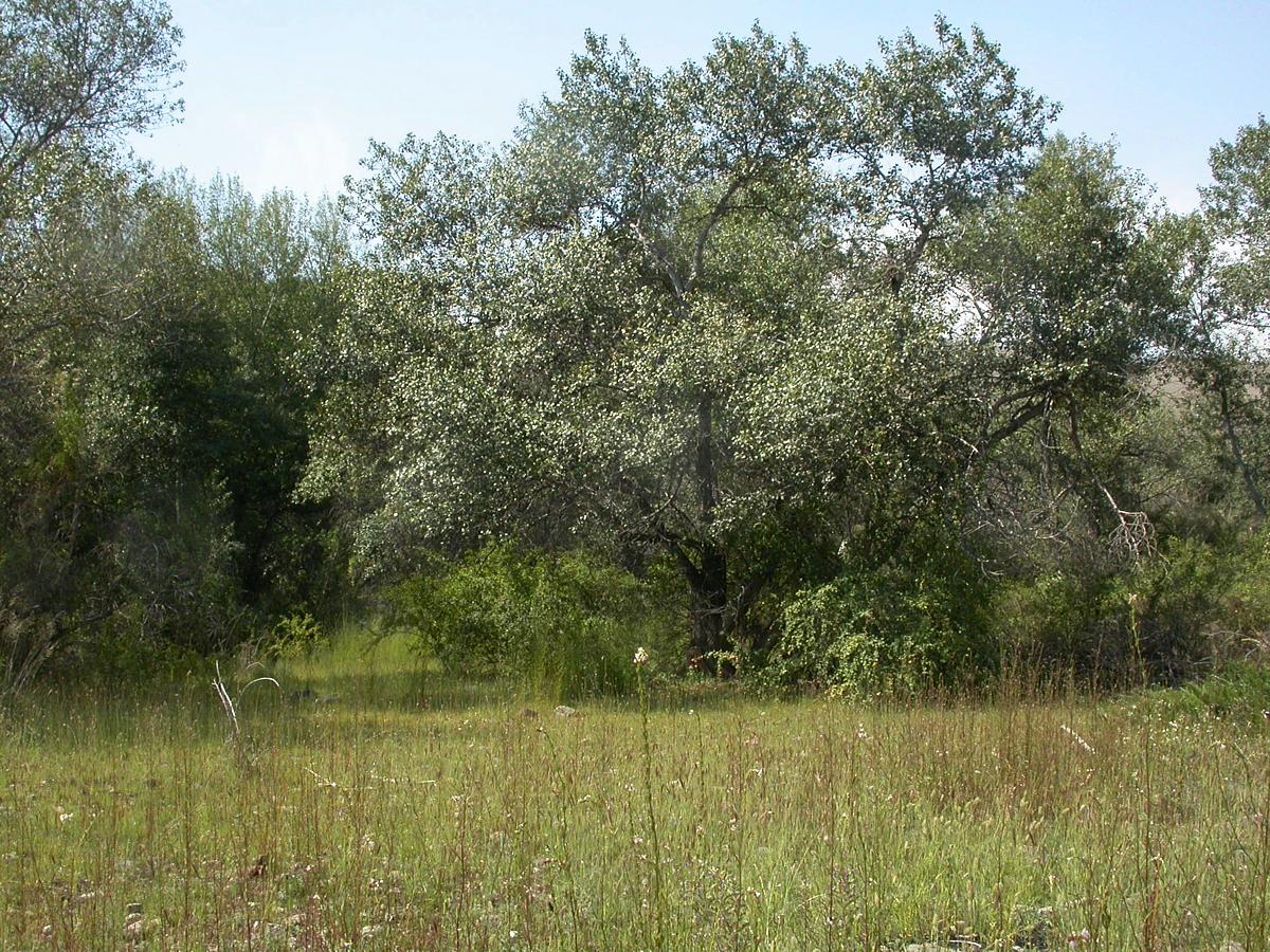 Верховья Шарына, image of landscape/habitat.