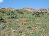 Перевал Кордай, image of landscape/habitat.