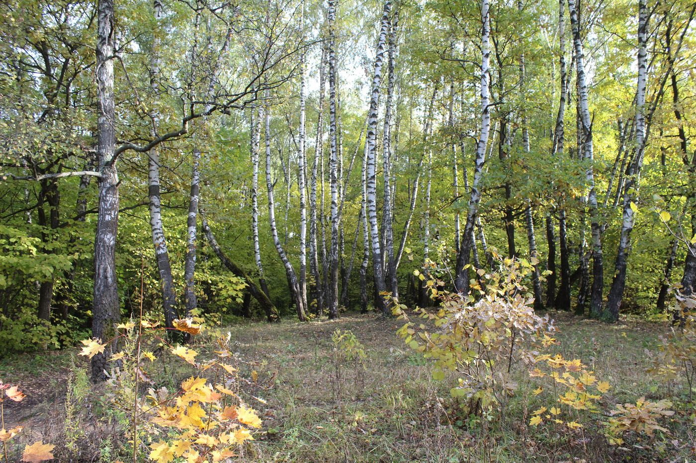 Заказник "Теплый Стан", image of landscape/habitat.