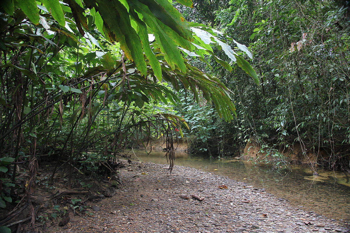 Национальный парк «Мулу», image of landscape/habitat.