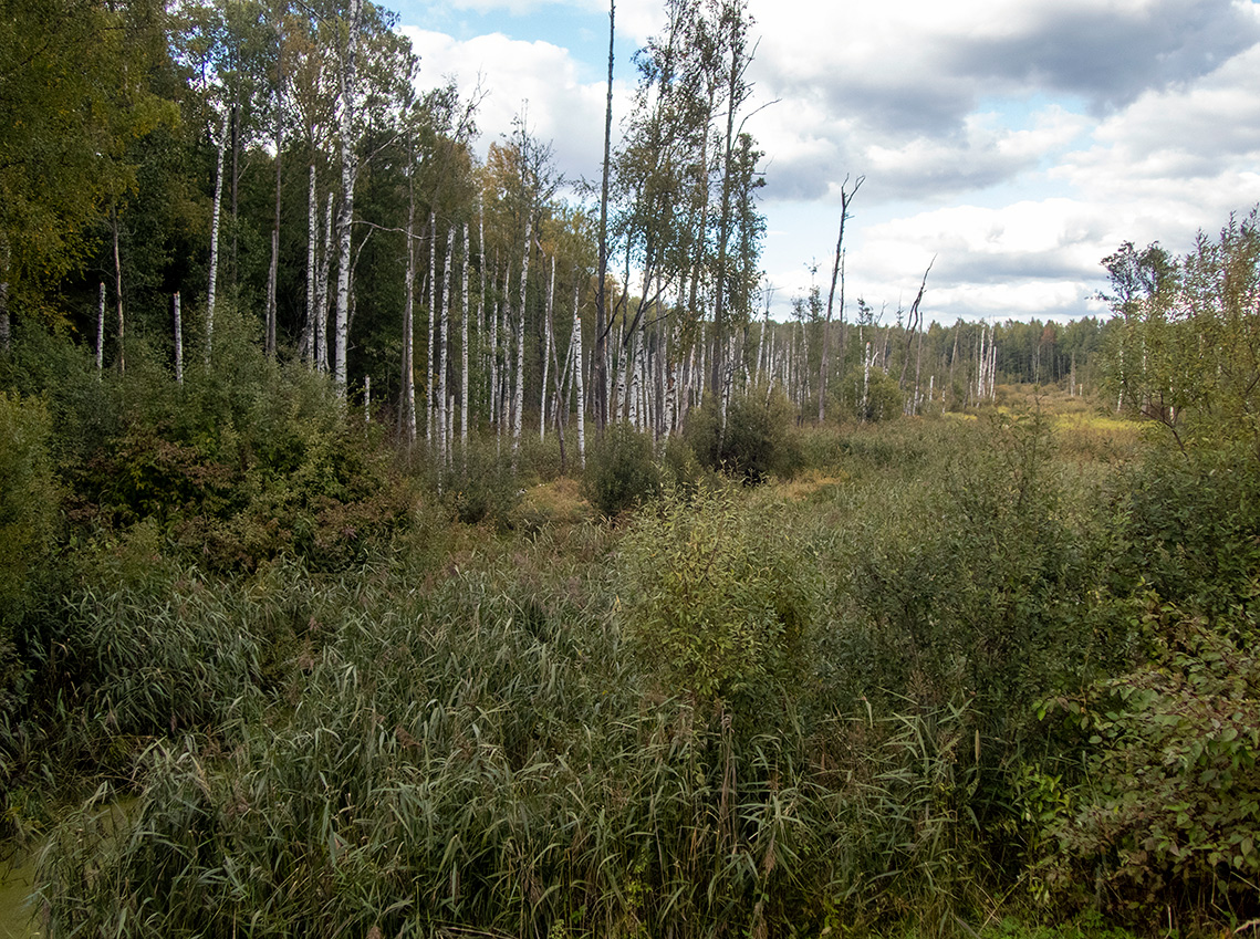 Шлюз №2 канала им. Москвы, image of landscape/habitat.