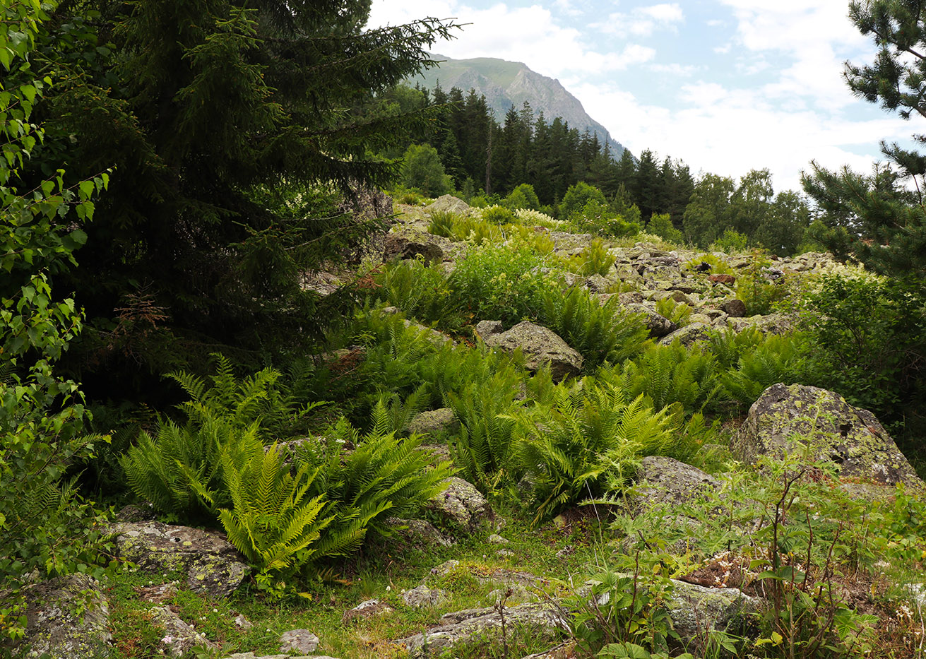 Долина реки Махар-Су, image of landscape/habitat.