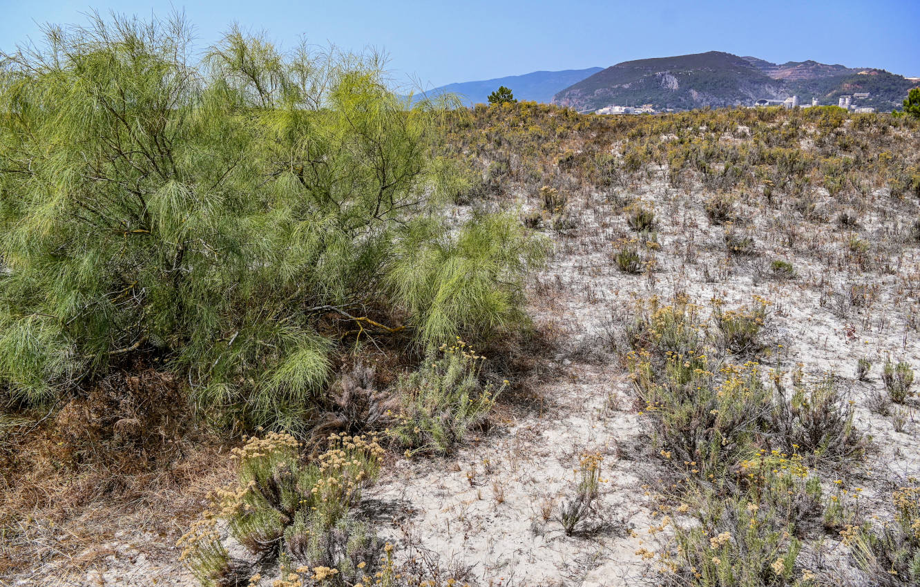 Полуостров Троя, image of landscape/habitat.