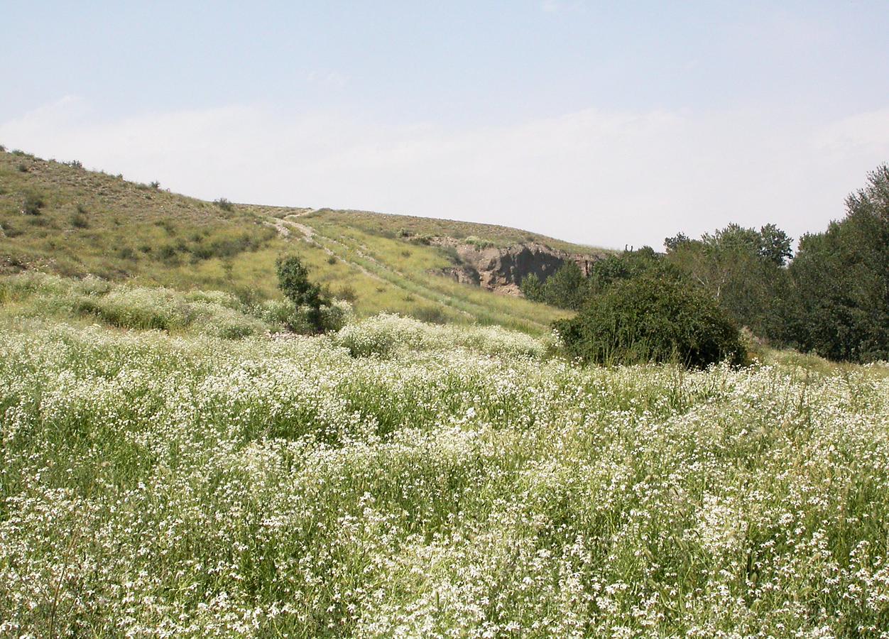 Верховья Шарына, image of landscape/habitat.