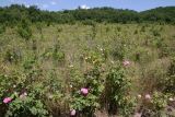 Крымский геологический полигон, image of landscape/habitat.