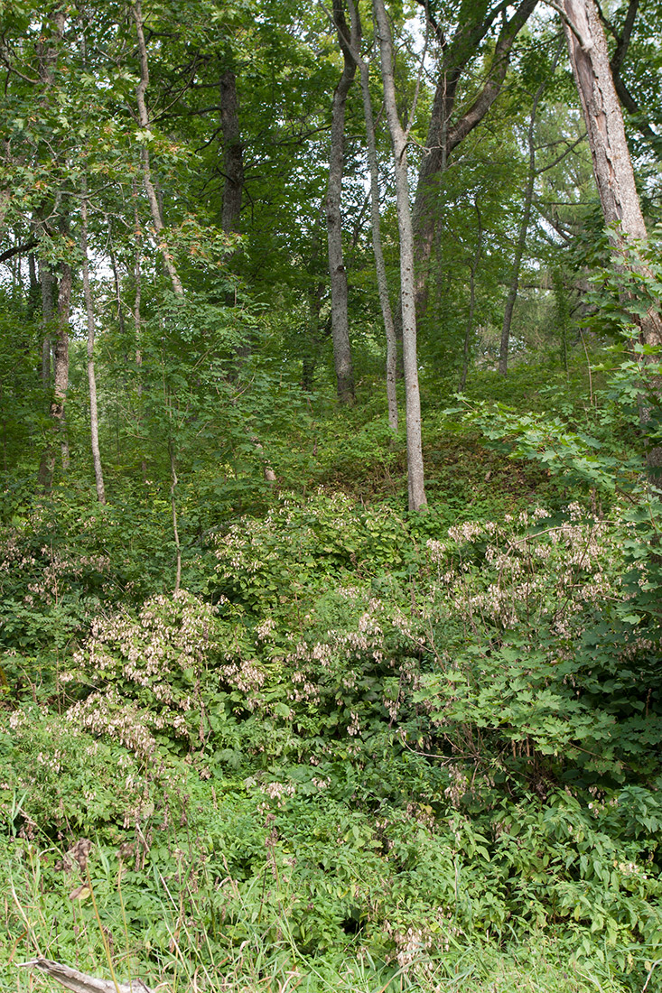 Гостилицы, image of landscape/habitat.