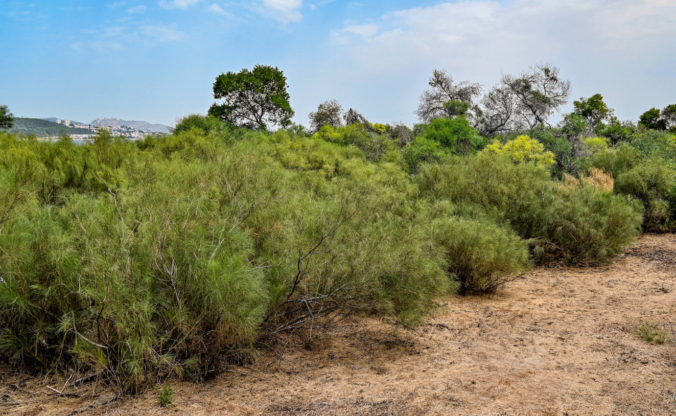 Полуостров Троя, изображение ландшафта.