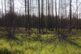 Окрестности Северного, изображение ландшафта.