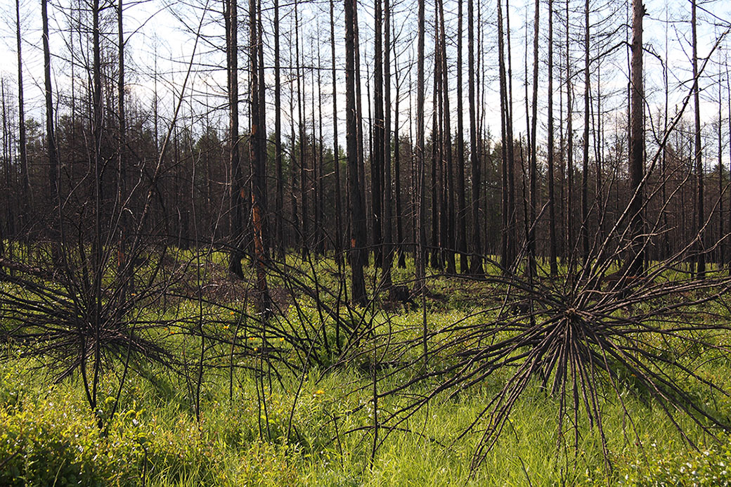 Окрестности Северного, image of landscape/habitat.