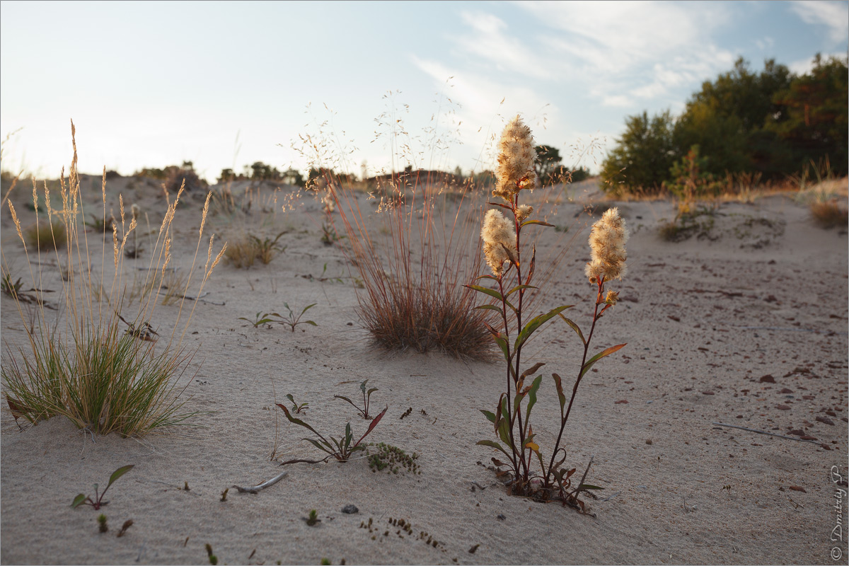 Кузоменьские пески, image of landscape/habitat.