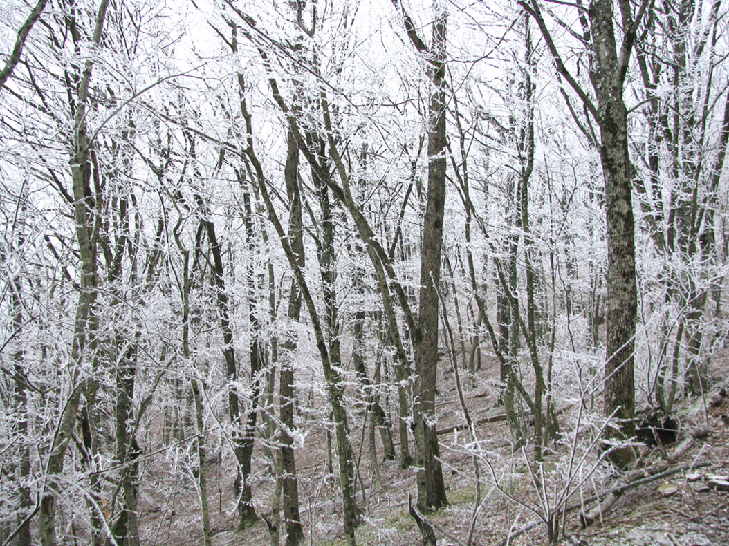 Гора Сапун, image of landscape/habitat.
