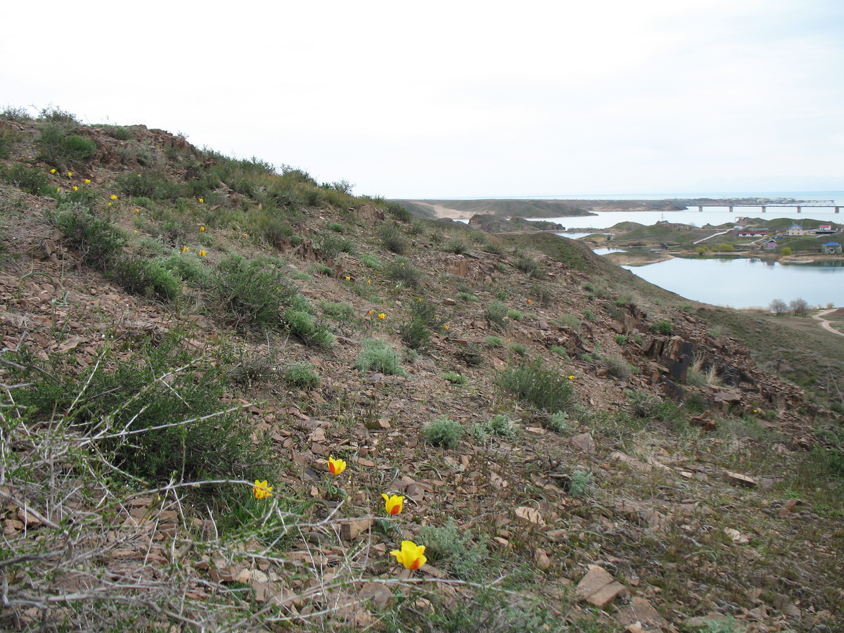 Капшагай, image of landscape/habitat.