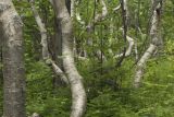 Томари, image of landscape/habitat.