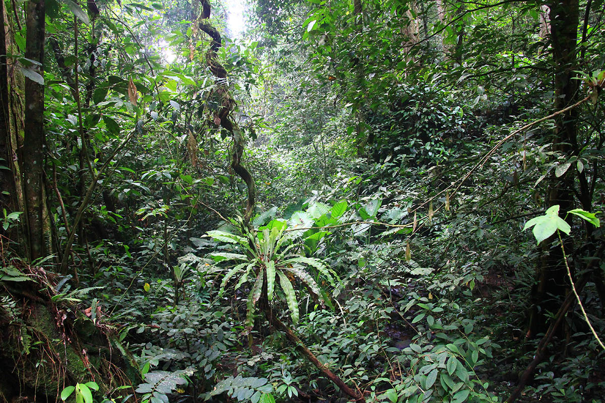 Национальный парк «Мулу», image of landscape/habitat.