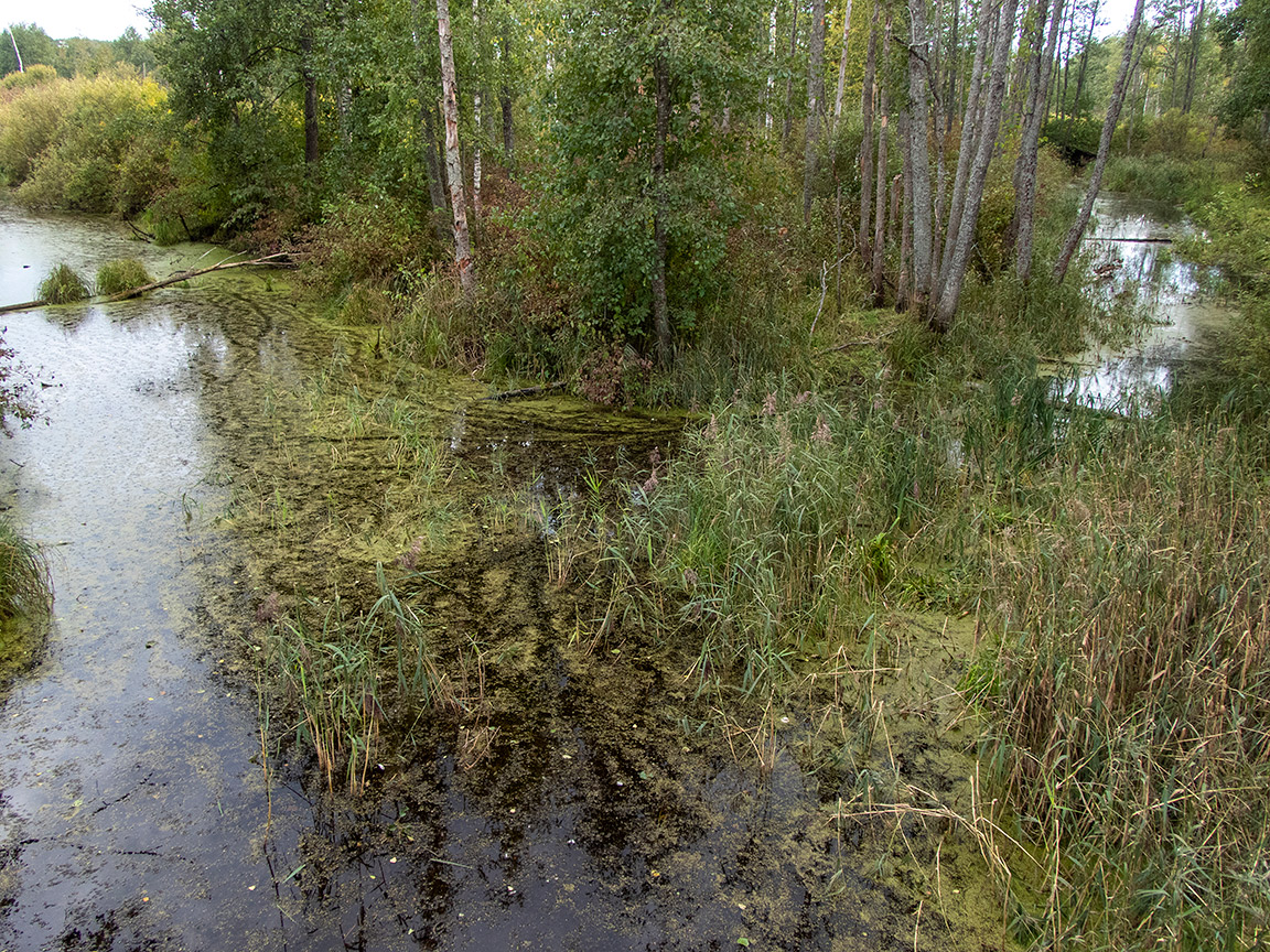 Шлюз №2 канала им. Москвы, image of landscape/habitat.