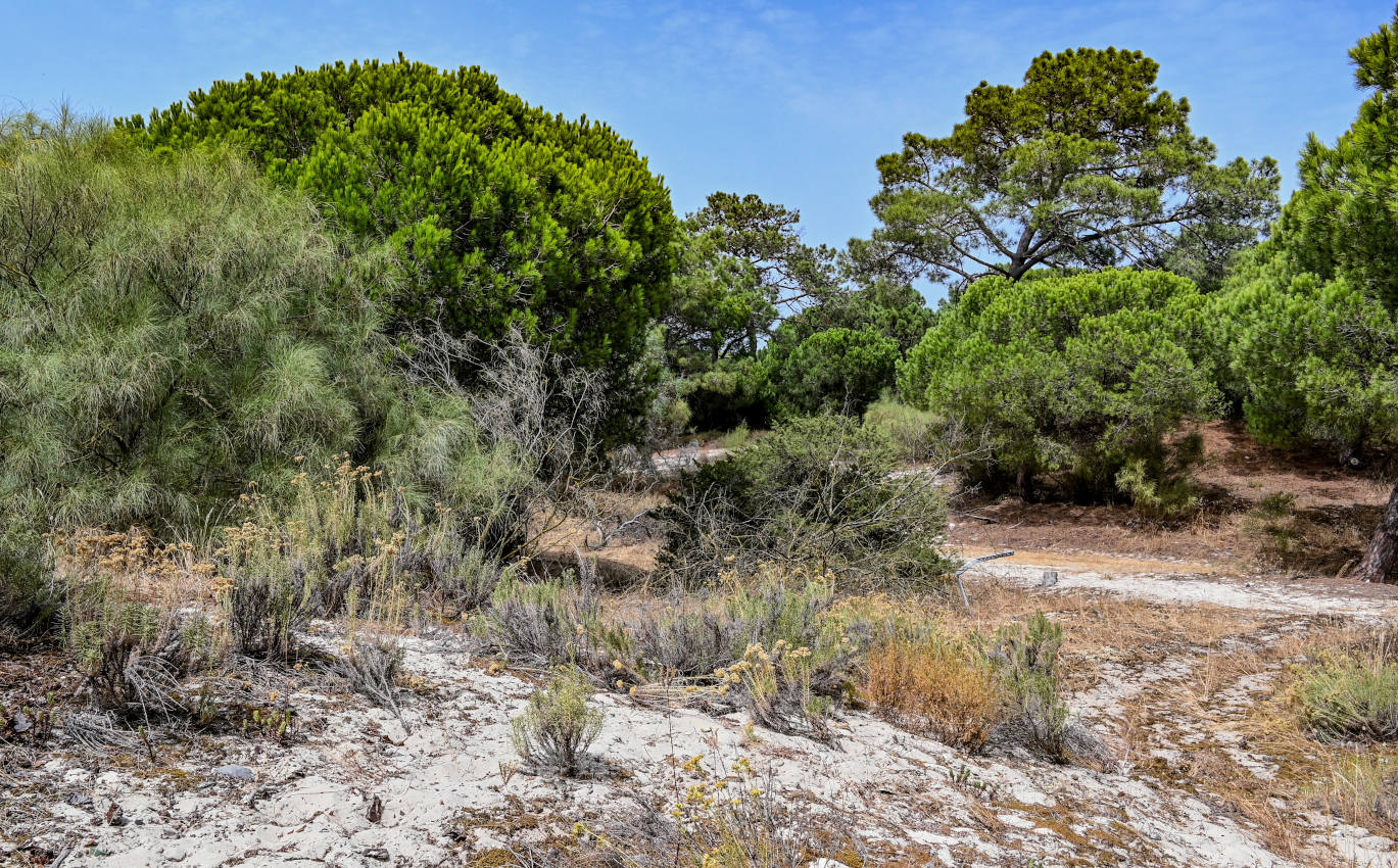 Полуостров Троя, изображение ландшафта.