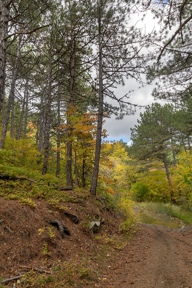 Урочище Парагильмен, image of landscape/habitat.