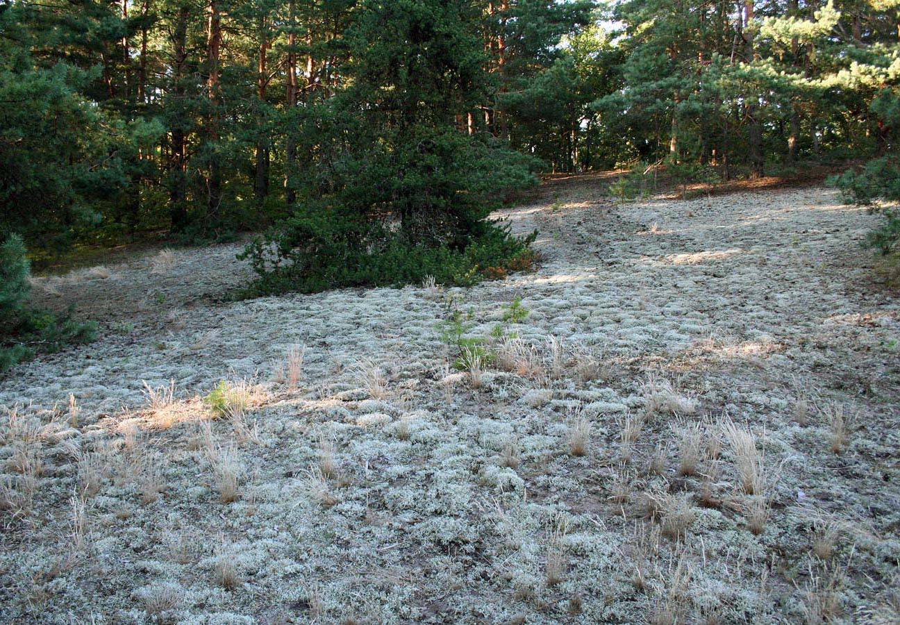 Муравина, image of landscape/habitat.