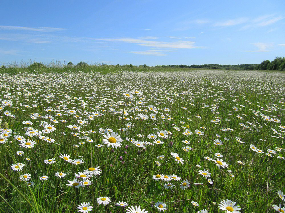 Еляты, image of landscape/habitat.