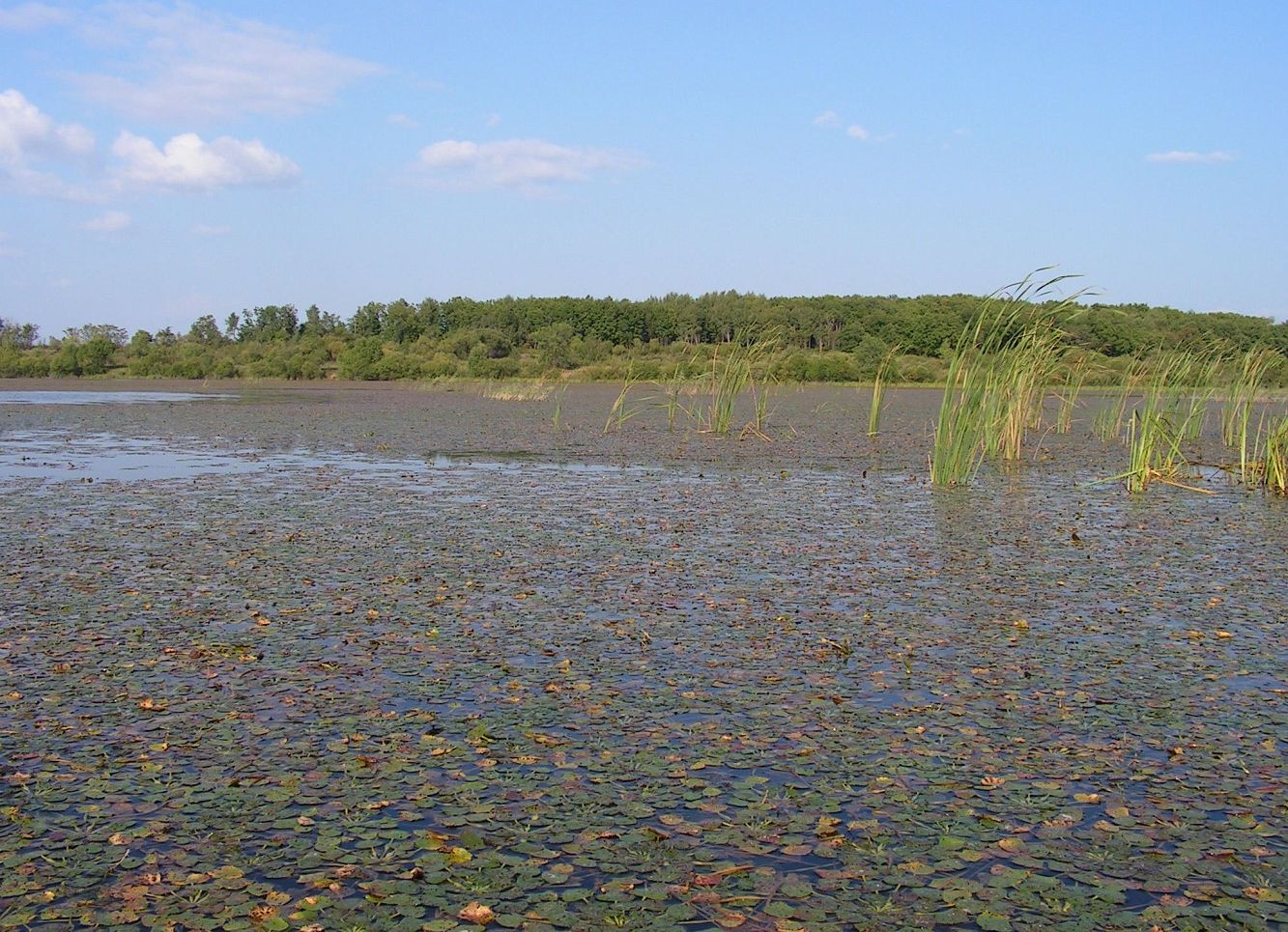 Хвалынка, image of landscape/habitat.