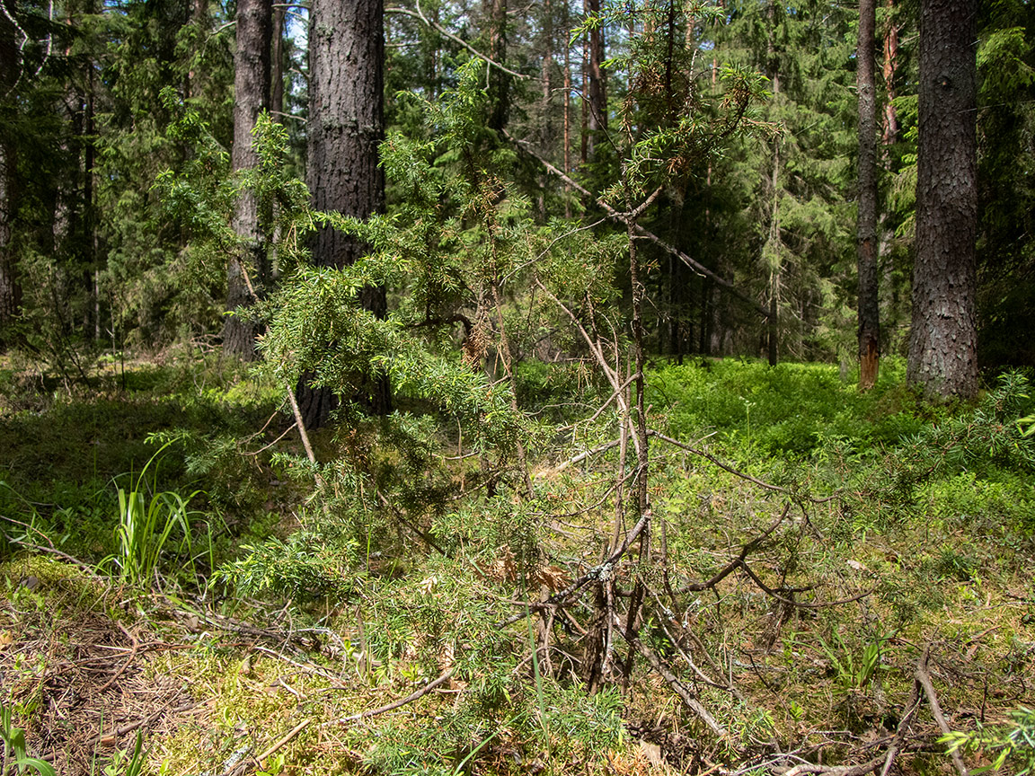 Устиново - Кокориха, image of landscape/habitat.