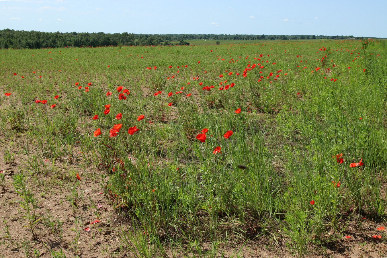 Павское маковое поле, image of landscape/habitat.