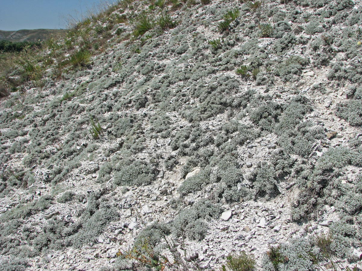 Белокузьминовка, image of landscape/habitat.