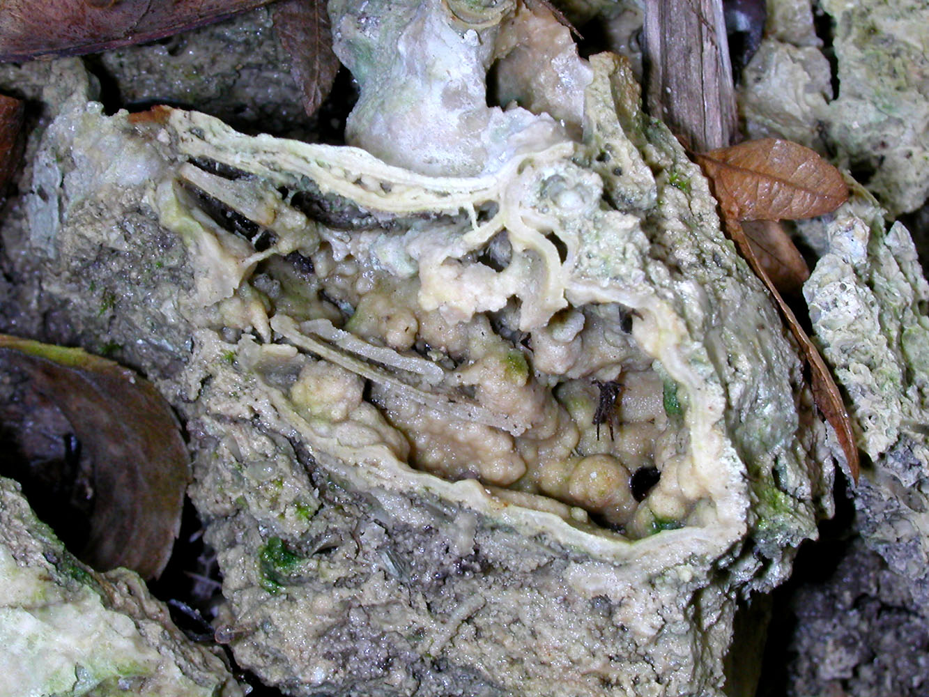 Черноморский берег, image of landscape/habitat.