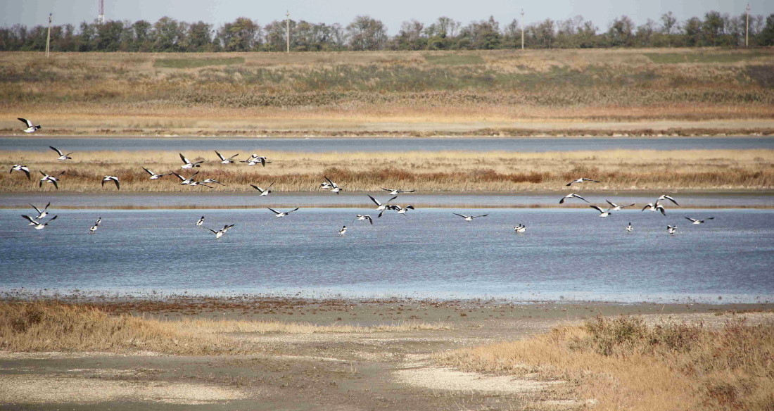 Ханское озеро, image of landscape/habitat.