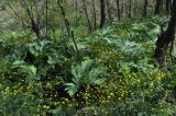 Окрестности монастыря Опиза, image of landscape/habitat.