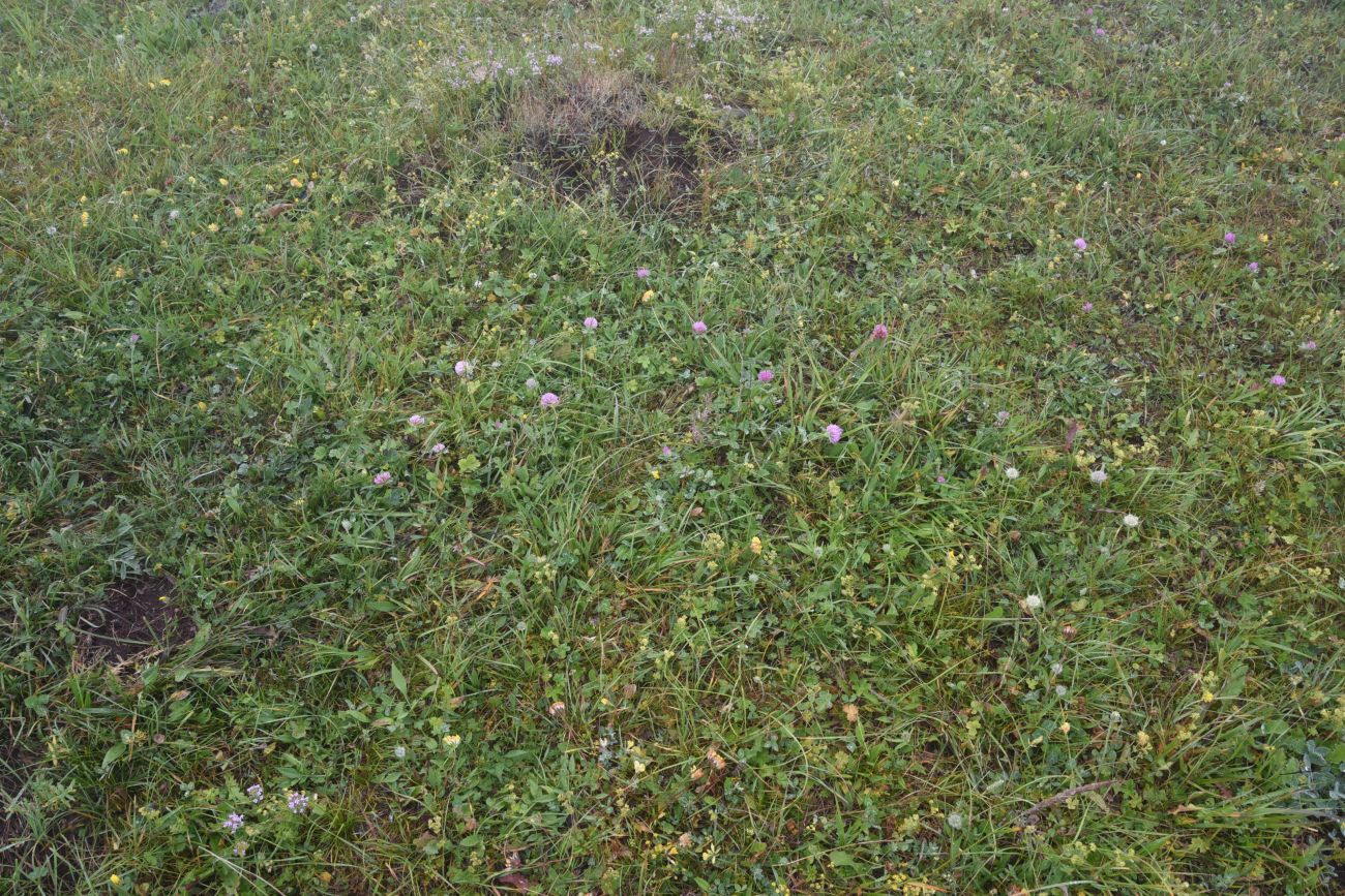 Альплагерь "Кязи" и окрестности, image of landscape/habitat.