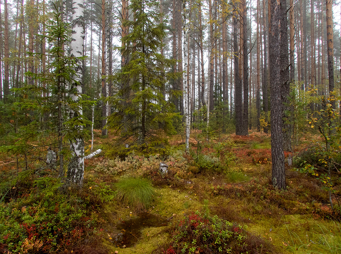 Устиново - Кокориха, image of landscape/habitat.