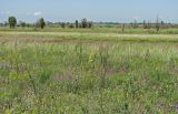 Белосарайская коса, image of landscape/habitat.