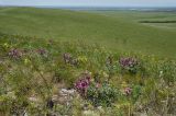 Ногайские горы, image of landscape/habitat.