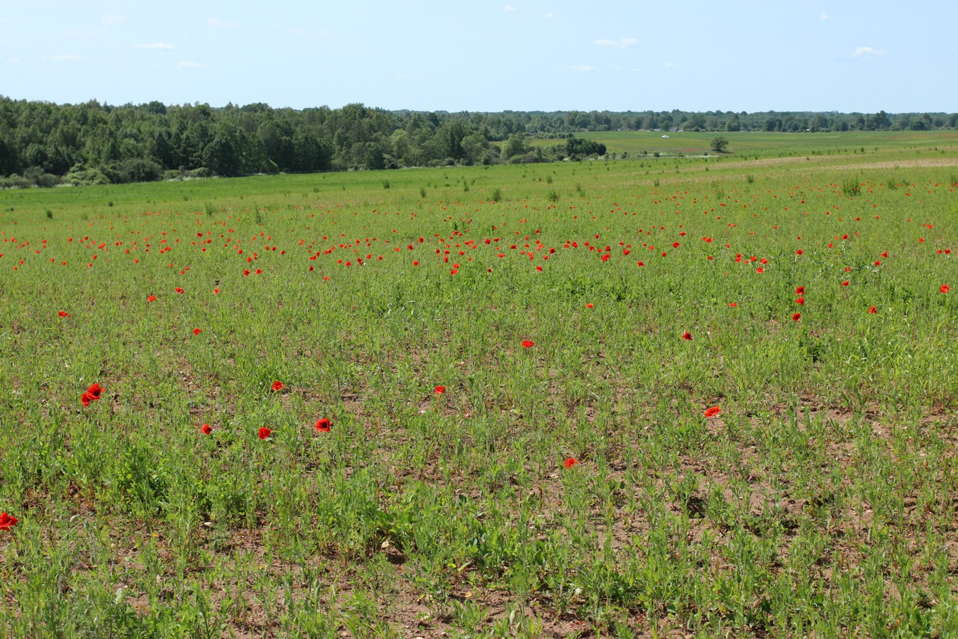 Павское маковое поле, image of landscape/habitat.