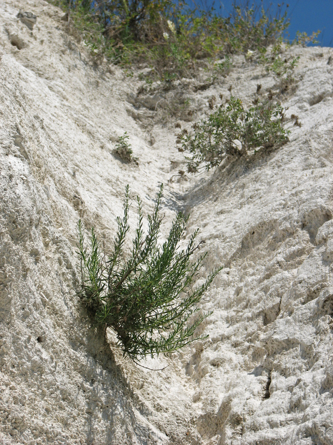 Белокузьминовка, image of landscape/habitat.