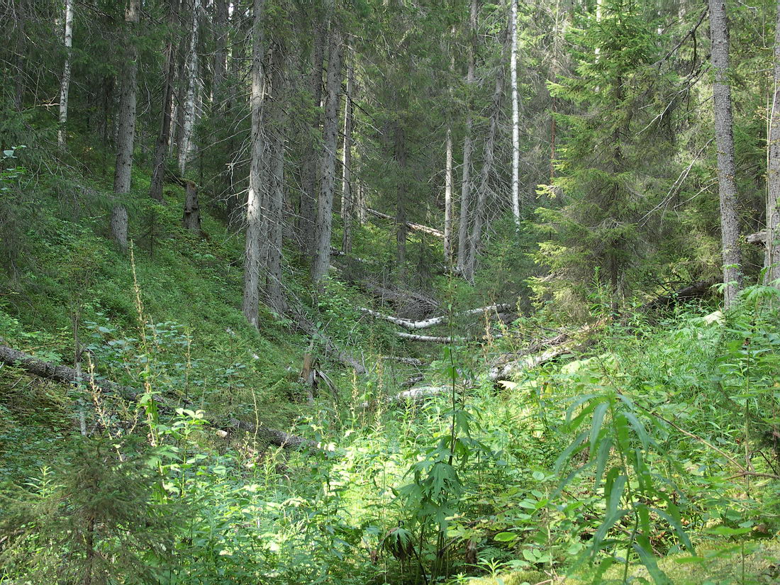 Куртяево, image of landscape/habitat.