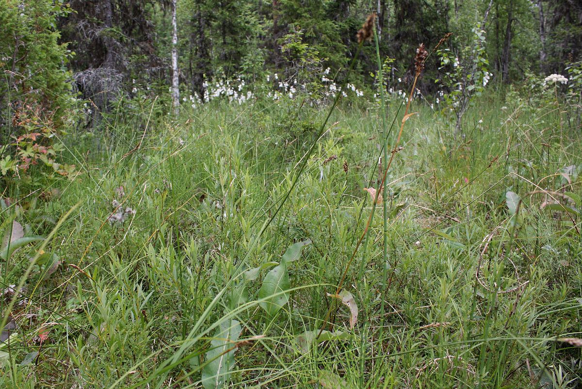 Двино-Пинежский лес, image of landscape/habitat.