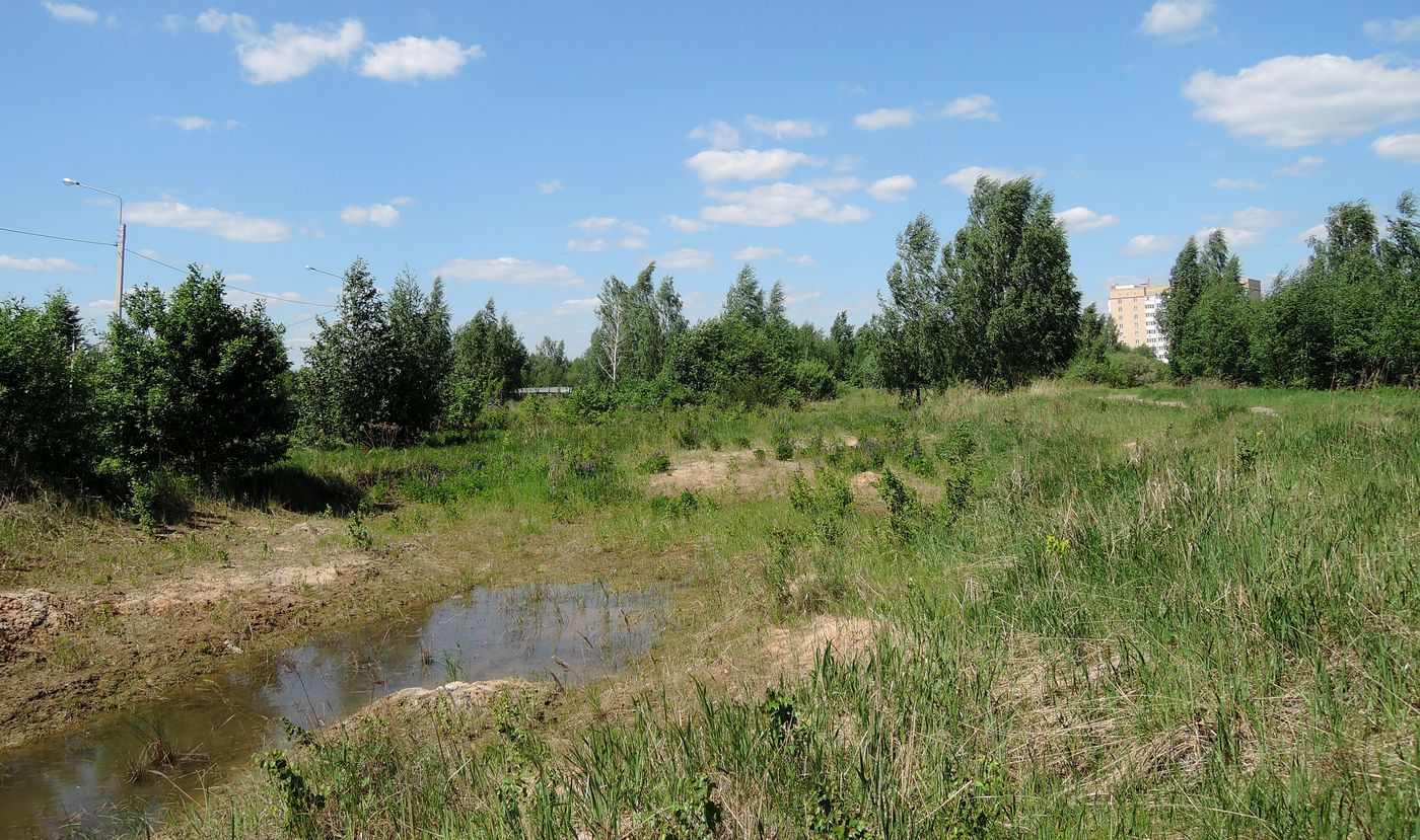 Электрогорск и его окрестности, image of landscape/habitat.