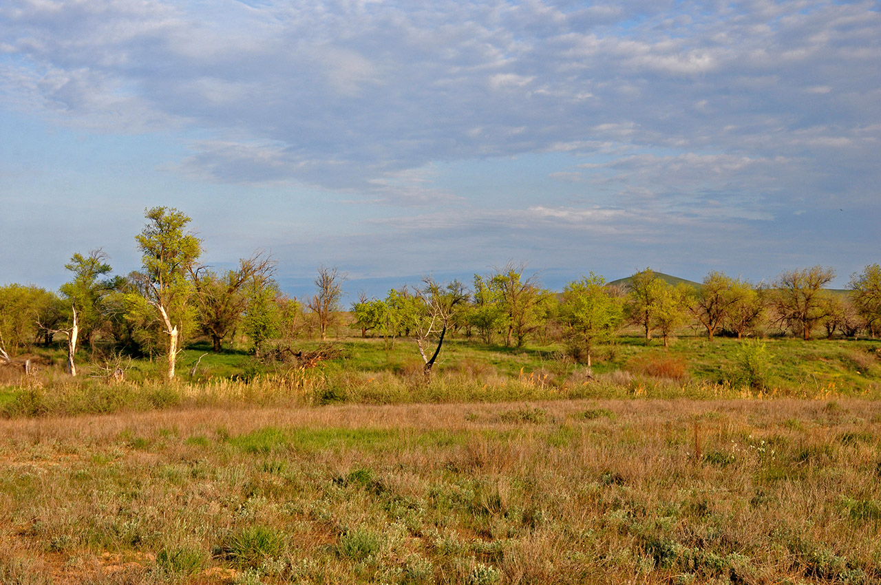 Кордонная балка, image of landscape/habitat.